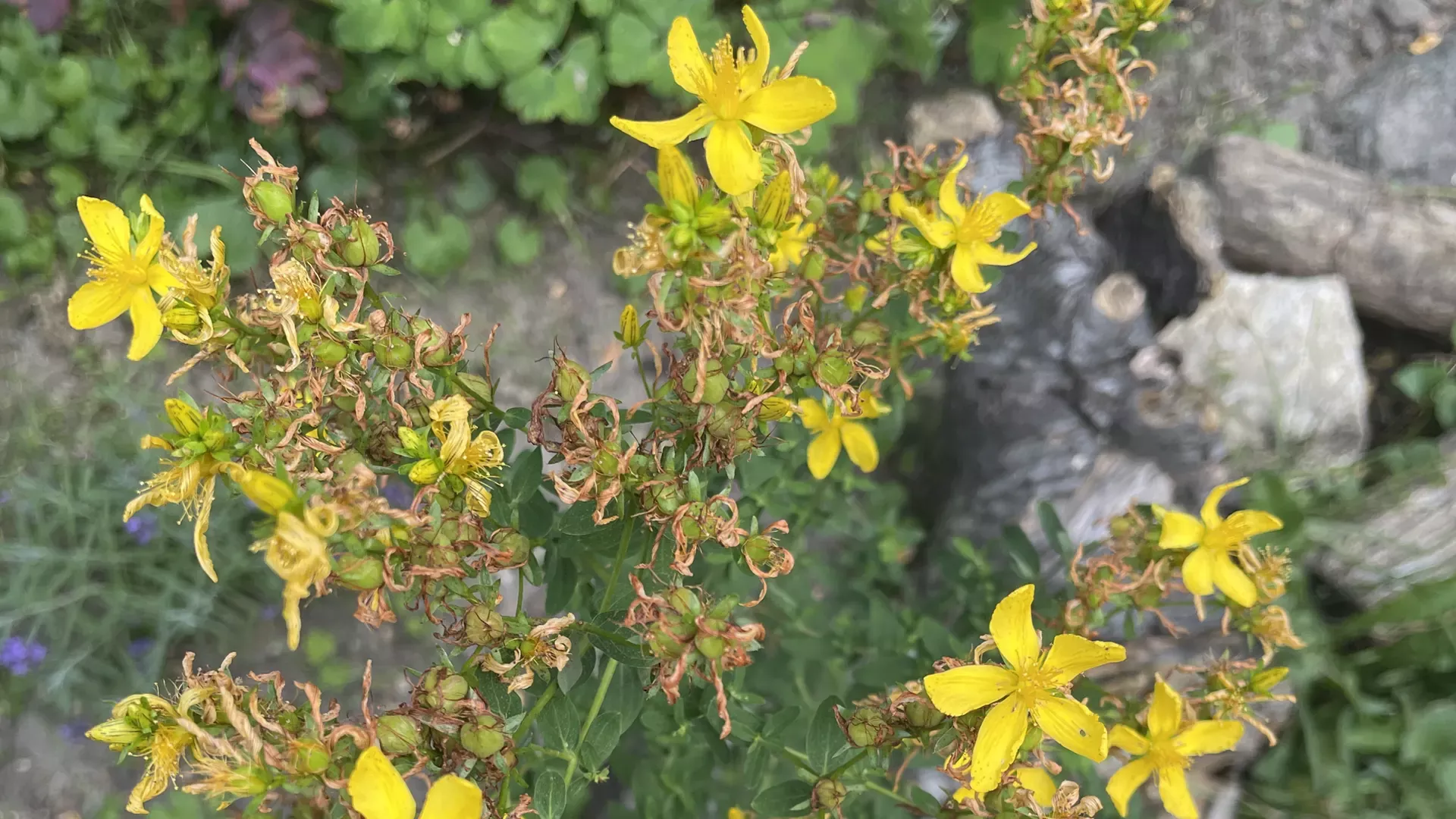 Johanneskraut (Hypericum)