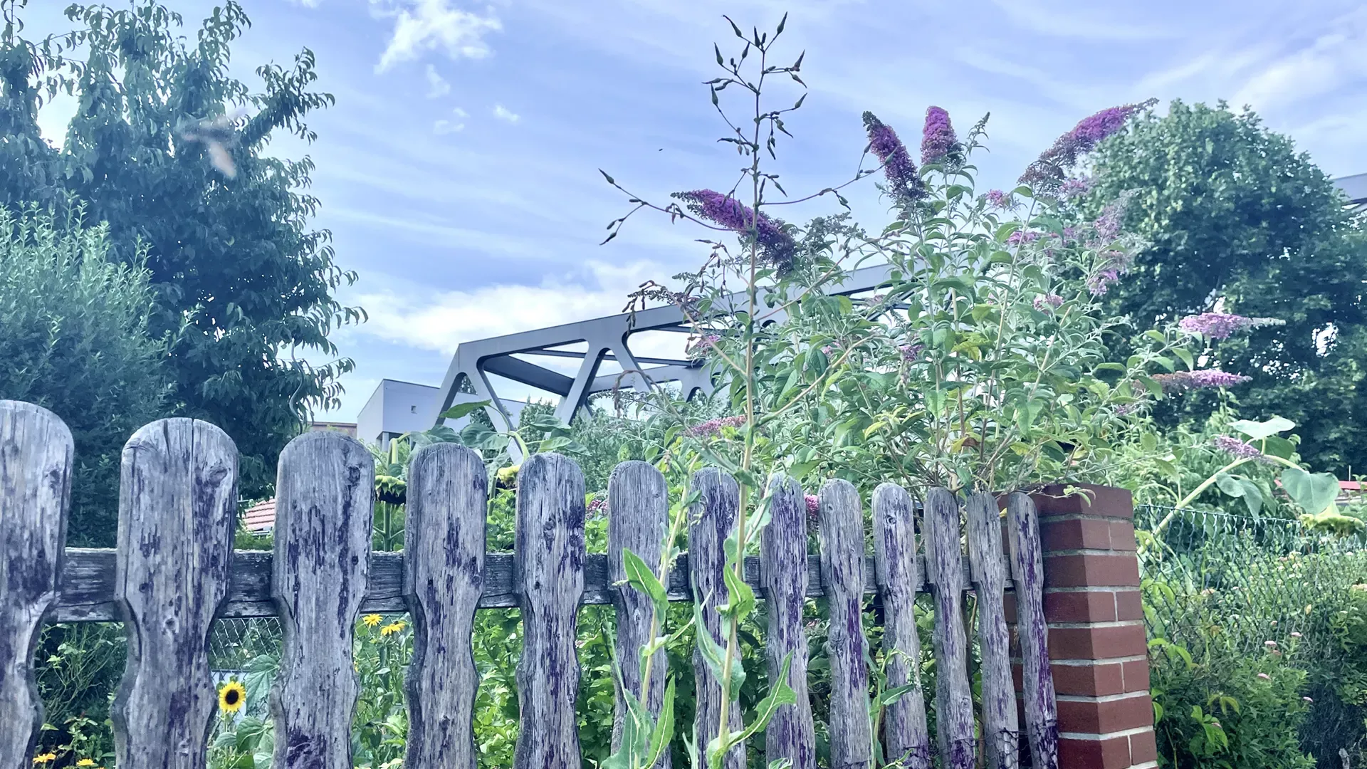 Kompass-Latich (Lactuca serriola)