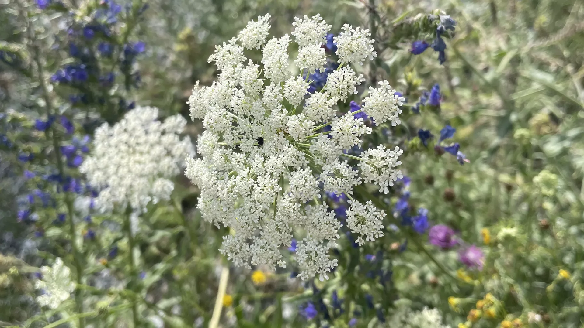 Wilde Möhre (Daucus carota subsp. carota)